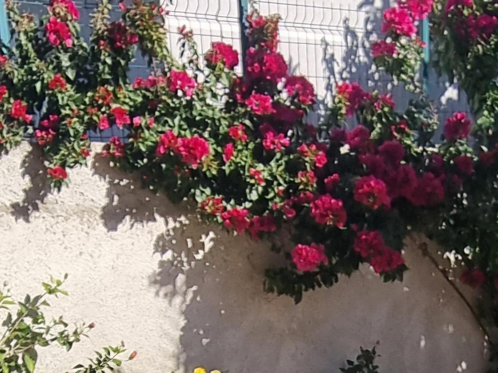 Vila Megi-Rent Room Vlora Kültér fotó