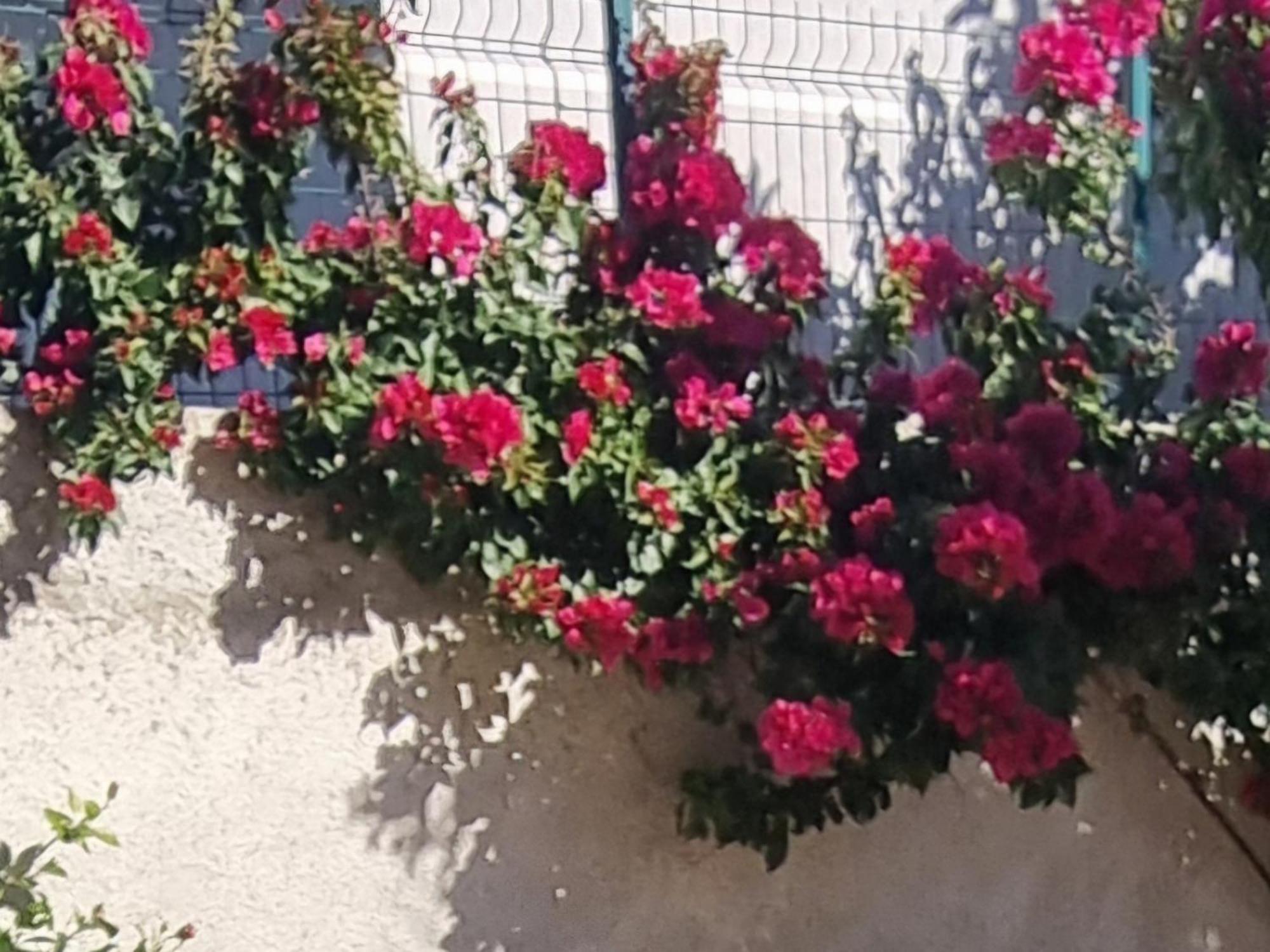 Vila Megi-Rent Room Vlora Kültér fotó