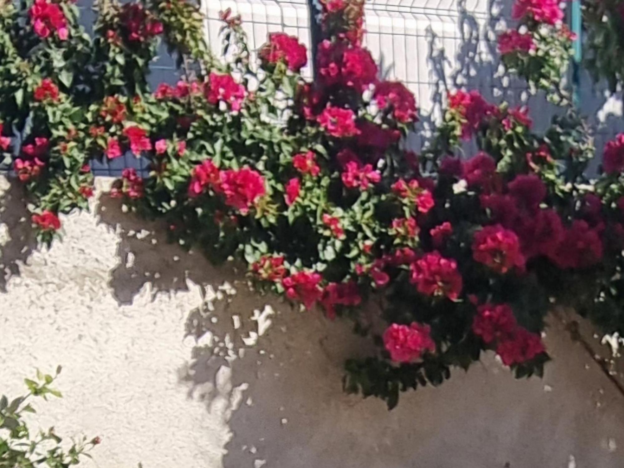 Vila Megi-Rent Room Vlora Szoba fotó